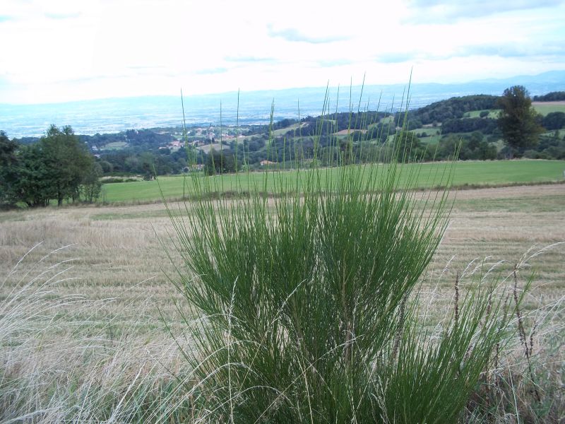 Rhone_Lyon